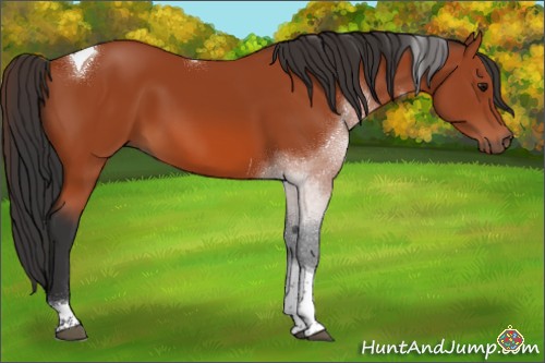 Horse Color:Bay Tobiano