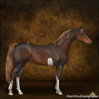 Horse Color:Liver Chestnut Tobiano Rabicano 