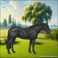 Horse Color:Black Rabicano 