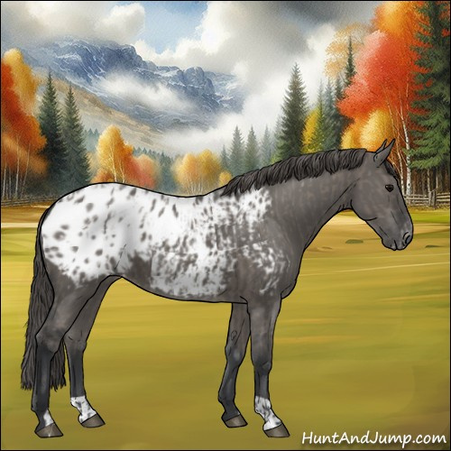 Horse Color:Grullo Appaloosa  and Grullo Appaloosa 