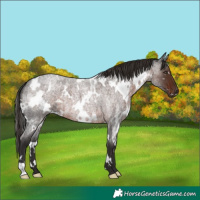 Horse Color:White Spotted Liver Red Roan