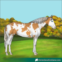 Horse Color:White Spotted Palomino Splash 