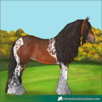 Horse Color:Bay Tobiano  and Bay Tobiano Rabicano 