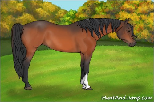 Horse Color:Bay  and Bay 