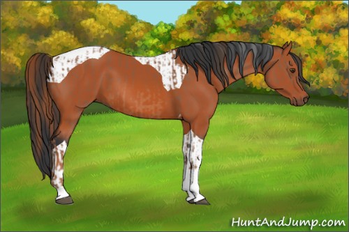 Horse Color:Chestnut Tobiano  and Bay Tobiano 