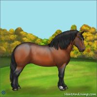 Horse Color:Bay Rabicano 