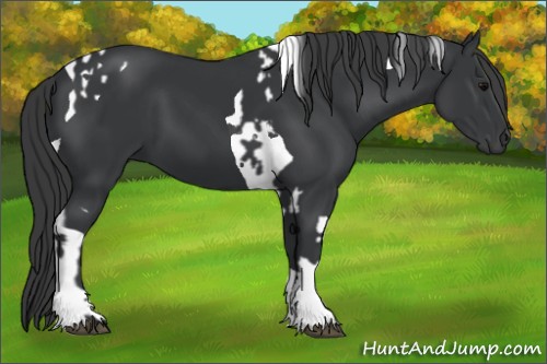 Horse Color:Black Tobiano  and Black Tobiano 