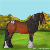 Horse Color:Bay Tobiano Appaloosa