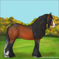 Horse Color:Bay and Bay Splash