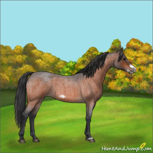 Horse Color:Bay Roan Splash Frame Rabicano 
