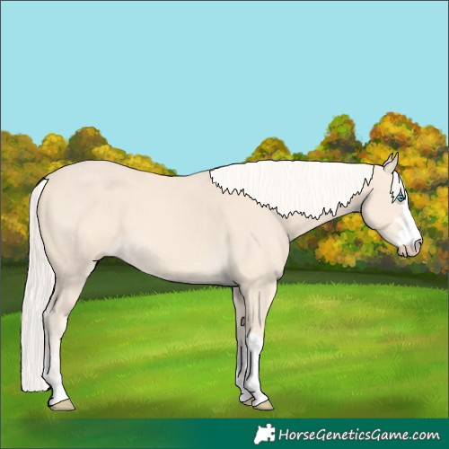 Horse Color:Cremello