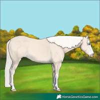 Horse Color:Cremello 