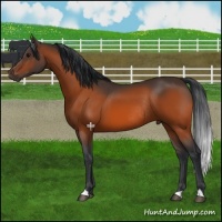 Horse Color:Bay Rabicano 