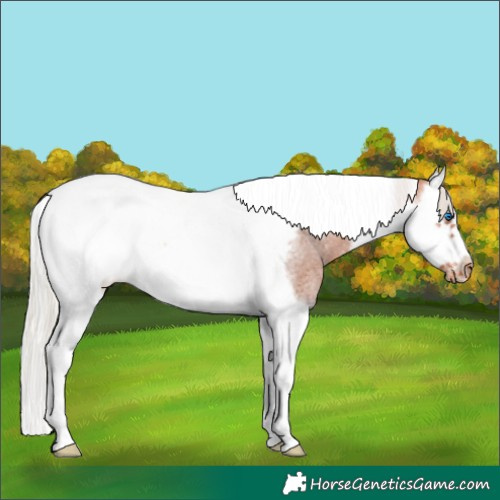 Horse Color:Silver Bay Roan Splash Tobiano Frame Appaloosa 