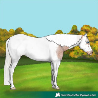 Horse Color:Silver Bay Roan Splash Tobiano Frame Blanket 