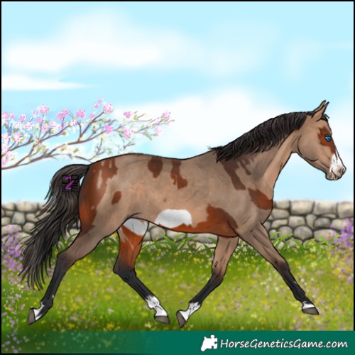 Horse Color:Bay Splash Frame Rabicano  and Bay Dun Splash Frame Rabicano 