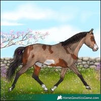 Horse Color:Bay Splash Frame Rabicano  and Bay Dun Splash Frame Rabicano 