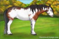 Horse Color:Bay Splash Frame Rabicano 