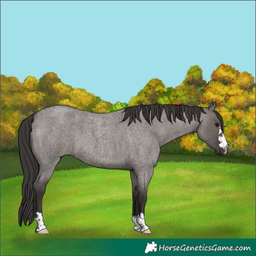 Horse Color:Smoky Grullo Roan 
