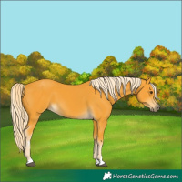 Horse Color:Palomino 