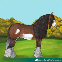 Horse Color:Bay Splash Frame Rabicano and Bay Splash Frame Rabicano