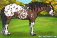 Horse Color:Bay Roan Appaloosa  and Bay Roan Splash Appaloosa 