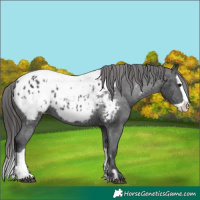 Horse Color:Black Splash Near Leopard  and Black Splash Near Fewspot 