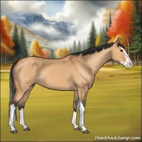 Horse Color:Bay Dun Splash 