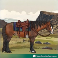 Horse Color:Bay Splash Frame Rabicano