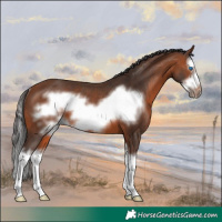 Horse Color:Bay Splash Frame Rabicano 