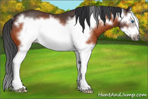 Horse Color:Bay Splash Frame Rabicano