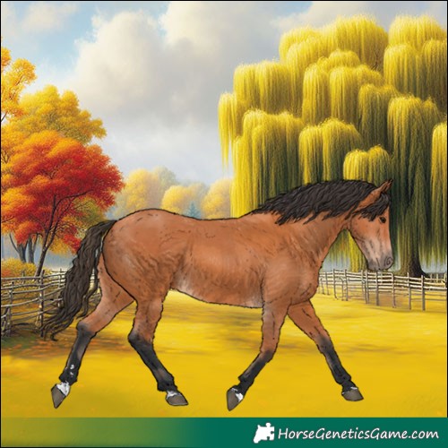 Horse Color:Bay  and Bay 