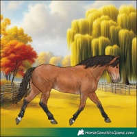 Horse Color:Bay  and Bay 