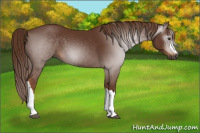 Horse Color:Gray Chestnut