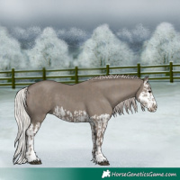 Horse Color:Silver Grullo  and Silver Grullo Splash 