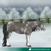 Horse Color:Grullo Splash Tobiano  and Grullo Splash Tobiano 