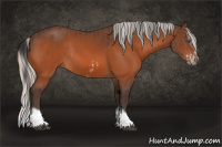 Horse Color:Bay Splash Frame Rabicano  and Silver Bay Splash Frame Rabicano 