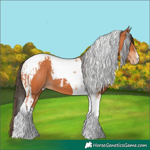 Horse Color:Bay Tobiano  and Bay Tobiano Appaloosa 