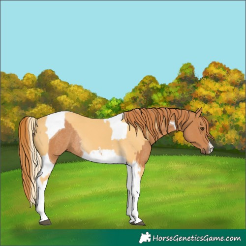 Horse Color:Palomino Tobiano Rabicano  and Chestnut Tobiano Rabicano 