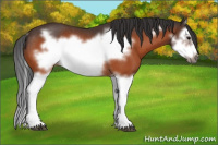 Horse Color:Bay Splash Frame Rabicano 