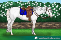 Horse Color:Gray Perlino  and Gray Perlino 