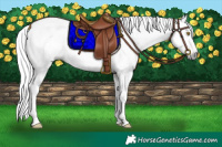 Horse Color:Gray Amber Champagne Roan and Gray Amber Champagne Roan