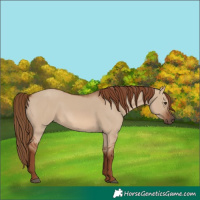Horse Color:Red Dun 