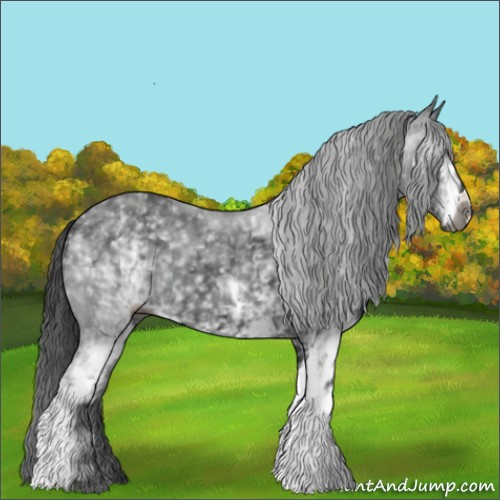Horse Color:Gray White Spotted Black