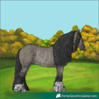 Horse Color:Grullo Rabicano  and Grullo Rabicano 