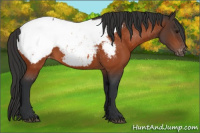 Horse Color:Bay Snowcap 