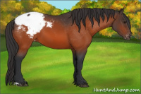 Horse Color:Bay Snowcap 