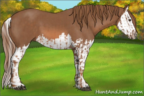 Horse Color:Chestnut  and Chestnut Splash 
