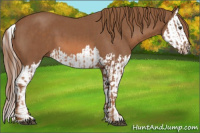 Horse Color:Chestnut  and Chestnut Splash 