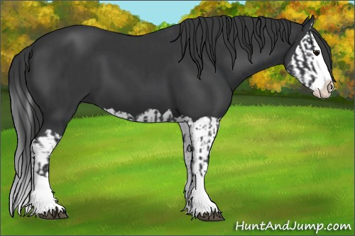 Horse Color:Black Splash  and Black Splash 